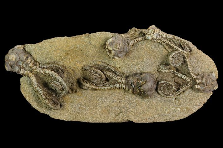 Plate of Five Jimbacrinus Crinoid Fossils - Australia #129405